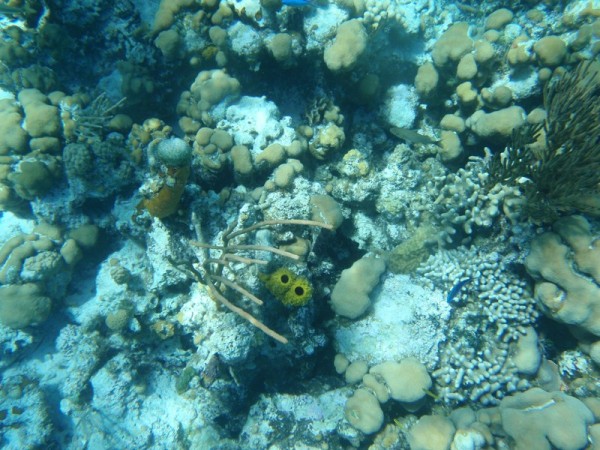 The second location was next to the Octopuses Garden. A great reef for our first snorkel. 