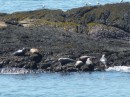 We saw a lot of seals but not everywhere we went. These were Down East seals.