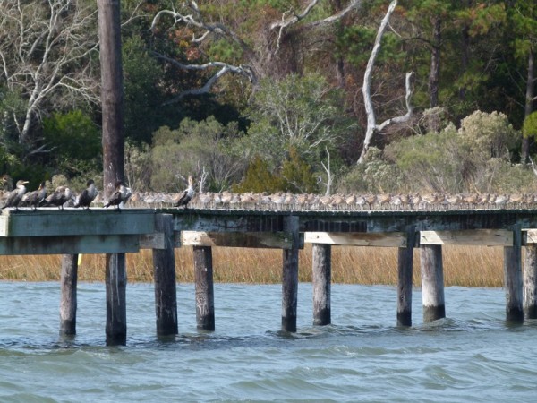 We often see docks completely full of birds. Those are all birds to the right too!