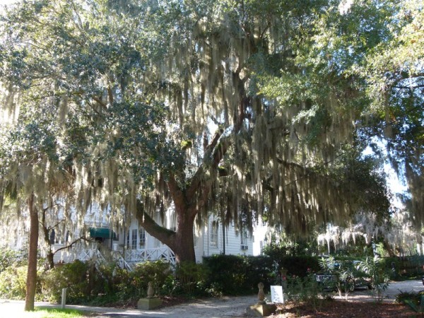 We spent a day in Beaufort and walked around the town.  The trees were beautiful there.  