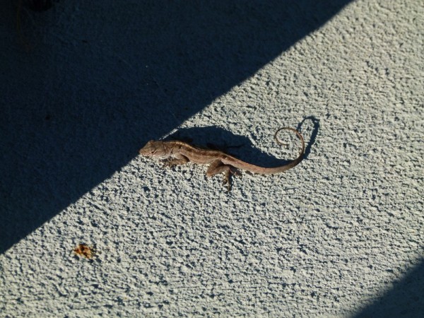 Once we got to Vero Beach we discovered that there are little lizards everywhere in this part of Florida. 