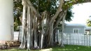 This Banyan tree was next to it. For all you OLD network administrators...now I know why they called the network Banyan Vines.