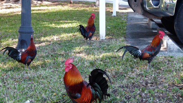 Key West has all these chickens running around.  Made us feel like we were in the islands again!