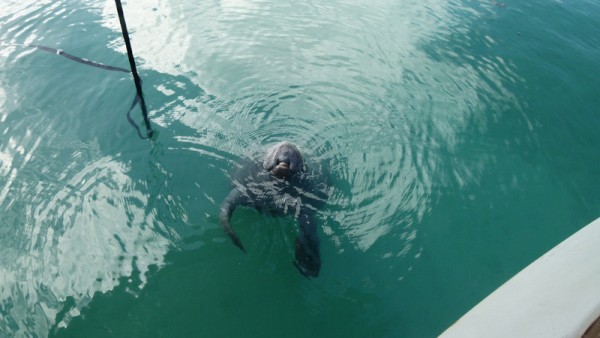 And here is our friend the manatee who came to visit us in the marina right before we were heading out.