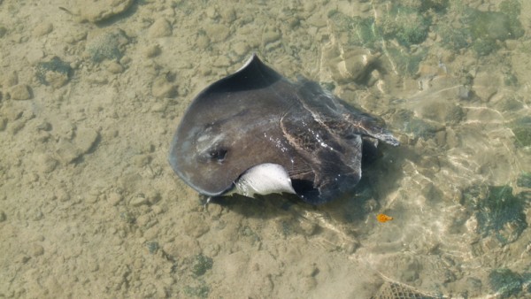 We did see some sting rays swimming at the dock there. 