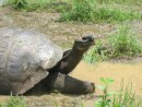 Tortoise in the reserve