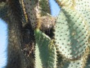 Finch nest in a cactus