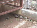 Young tortoises being raises at the Charles Darwin Research Institute