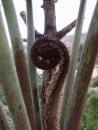 Giant fern fiddlehead