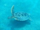 Green turtle. Right under the boat