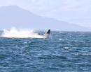 Whales Breaching: Just outside of Isla Coronados