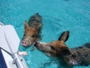 Pigs swimming up to our dinghy, Hearing Aid, at Big Major