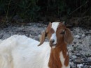 The goat is the symbol for Long Island, and there a plenty of them around.  Here