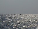 Whales in Santiago Bay.