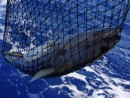 catch 6 NM before Palmerston Island-
Yellowtail Tuna