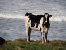 cow on catlin coast south island