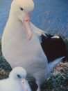 Albatross Colony by Dunedin