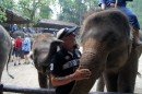 Ticklish contact - Maesa Elephant Camp in Chiang Mai - Thailand - 05.04.2013