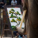 They learned to paint  -  Maesa Elephant Camp in Chiang Mai - Thailand - 05.04.2013