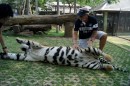 Meet tiger in Tiger Kingdom  -  Chiang Mai - Thailand - 06.04.2013