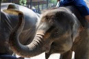 Funny elephants - Maesa Elephant Camp in Chiang Mai - Thailand - 05.04.2013