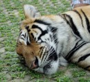 Tiger  Kingdom in Chiang Mai - Thailand - 06.04.2013