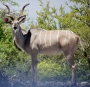 Kuduin Etosha Pan -  28.12.2014  -  Namibia