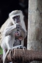 Vervet monkeys / Grünmeerkatzen  -  02.01.2015  -  Botswana
