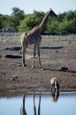Giraffe and pregnant hyaena in Etosha Pan  -  28.12.2014  -  Namibia