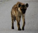 Spotted hyaena - Etosha Pan  - 28.12.2014 -  Namibia