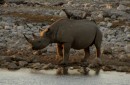 Black rhinoceros / Spitzmaul- Nashorn at the Okaukuejo waterhole in Etosha Pan  -  
