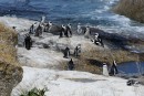 African penguin colony af Boulder Beach  -  20.12.2014  -  Southafrica
