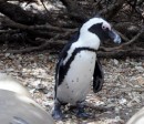 African penguin  at Boulders Beach  -  20.12.2014  -  Southafrica