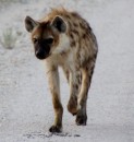 Spotted hyaena  -  Etosha  Pan  -  28.12.2014  -  Namibia