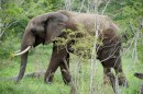 Elephant in Chobe N.P  -  01.01.2015 -  Botswana