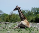 Giraffe in Etosha Pan  -  28.12.2014  -  Namibia