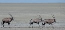 Group of Oryx in the SaltPan of Etosha Pan  -  28.12.2014  -  Namibia