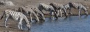 Zebra herd at a waterhole in Etosha Pan  -  28.12.2014  -  Namibia