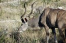 Kudu in Etosha Pan  -  26.2.2014 -  Namibia