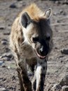 Hyaena in Etosha Pan  -  28.12.2014  -  Namibia