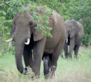 Elephant in Chobe N.P  -  01.01.2015  -  Botswana
