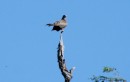 one of 450 birds in Chobe ?  01-2015  Botswana