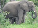 Elephants in Chobe N.P  -  01.01.2015  -  Botswana