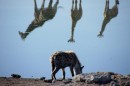 Drinking hyaena and in water reflected giraffes in Etosha Pan  -  28.12.2014  -  Namibia