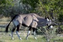 Oryx in Etosha Pan  -  26.12.2014  -  Namibia