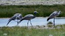 Blue cranes / Paradiskraniche in Etosha Pan  -  27.12.2014  -  Namibia