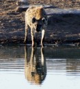 Spotted hyaena  -  Etosha  Pan  -  28.12.2014  -  Namibia