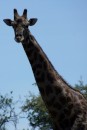 Giraffe in Etosha Pan  -  28.12.2014  -  Namibia