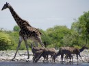 Giraffe and Kudus at a waterhole in Etosha Pan  -  28.12.2014 -  Namibia