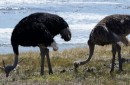 wild ostriches at cape point on the beach

01-2015   West Cape